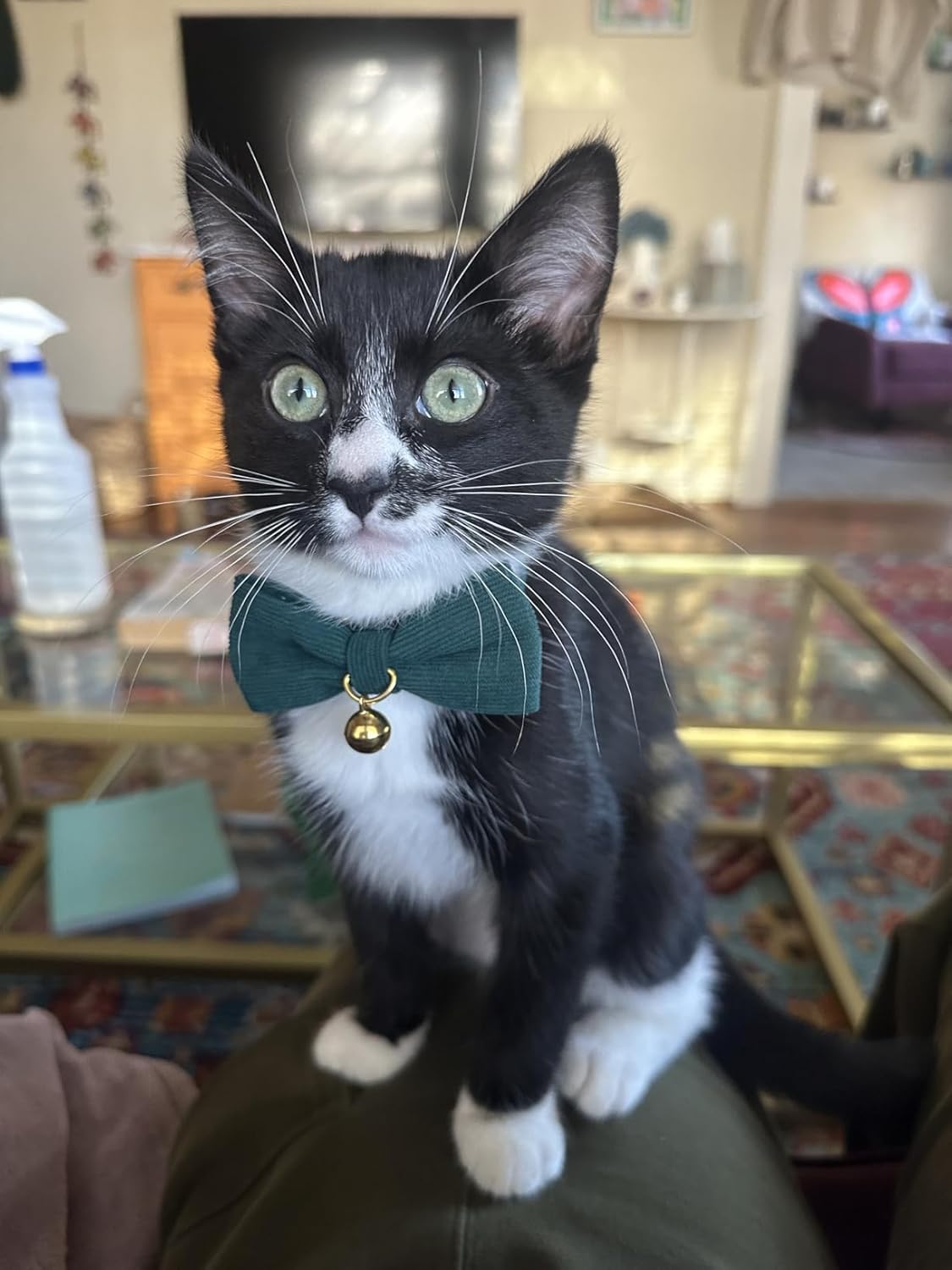 2 Pack Soft Corduroy Cat Collars with Bow Tie & Bell P8882
