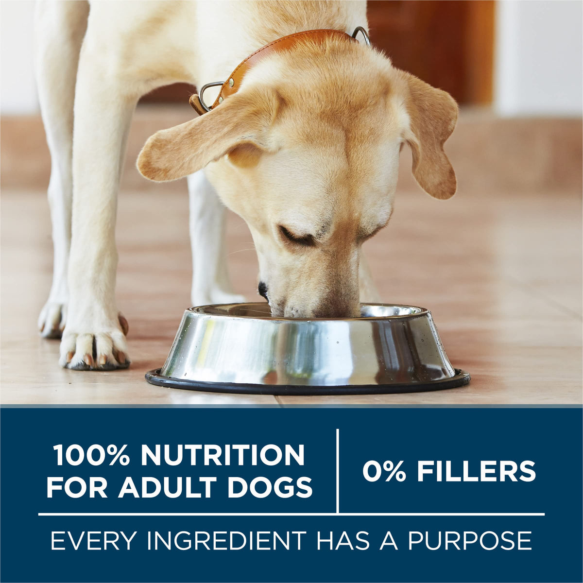 Chicken Large Breed Dry Dog Food 31.1 lb Bag V58162
