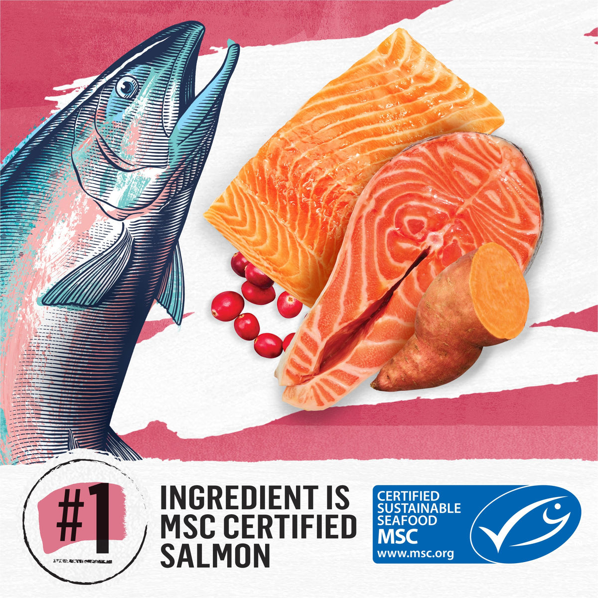 Grain Free Dry Cat Food Salmon, Egg and Sweet Potato Recipe 11 lb. Bag Y5704