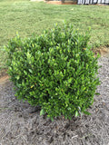 Gardenia jasminoides 'August Beauty' 3 Gallon Z267322