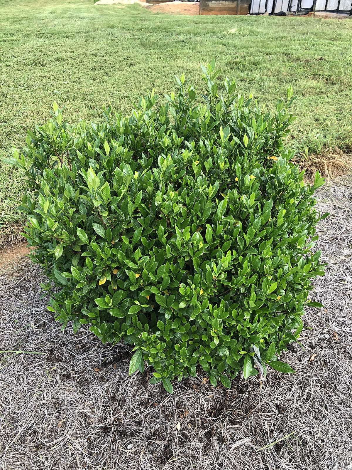 Gardenia jasminoides 'August Beauty' 3 Gallon Z267322